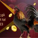 Đá gà Win23 – Thế giới giải trí đầy kịch tính và hấp dẫn