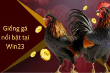 Đá gà Win23 – Thế giới giải trí đầy kịch tính và hấp dẫn