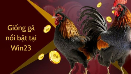 Đá gà Win23 – Thế giới giải trí đầy kịch tính và hấp dẫn